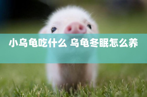 小烏龜吃什么 烏龜冬眠怎么養 