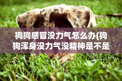 狗狗感冒沒力氣怎么辦(狗狗渾身沒力氣沒精神是不是感冒了)