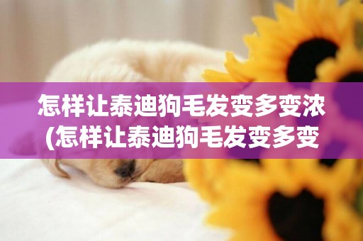 怎樣讓泰迪狗毛發變多變濃(怎樣讓泰迪狗毛發變多變濃密)