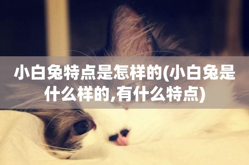 小白兔特點是怎樣的(小白兔是什么樣的,有什么特點)