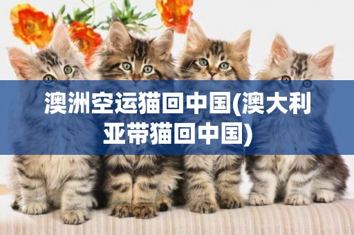 澳洲空運貓回中國(澳大利亞帶貓回中國)