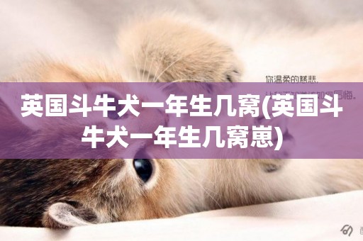 英國斗牛犬一年生幾窩(英國斗牛犬一年生幾窩崽)