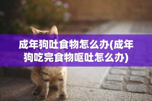 成年狗吐食物怎么辦(成年狗吃完食物嘔吐怎么辦)