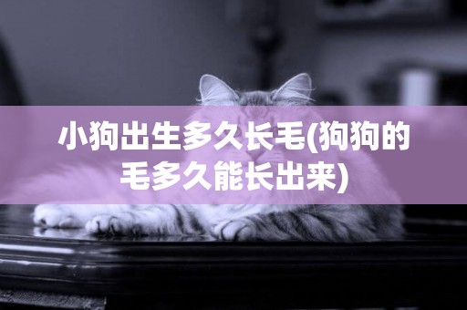 小狗出生多久長毛(狗狗的毛多久能長出來)