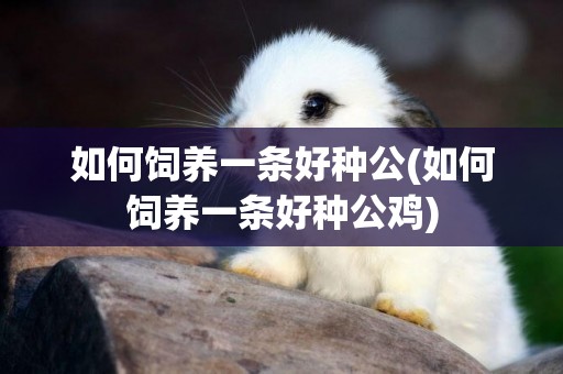 如何飼養一條好種公(如何飼養一條好種公雞)
