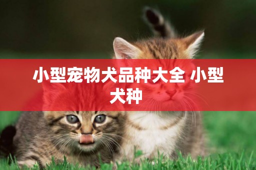 小型寵物犬品種大全 小型犬種 
