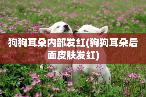 狗狗耳朵內部發紅(狗狗耳朵后面皮膚發紅)