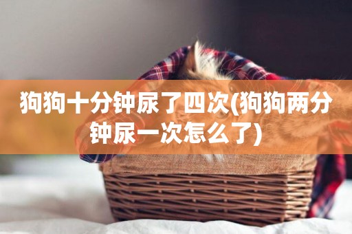 狗狗十分鐘尿了四次(狗狗兩分鐘尿一次怎么了)
