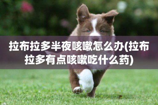 拉布拉多半夜咳嗽怎么辦(拉布拉多有點咳嗽吃什么藥)