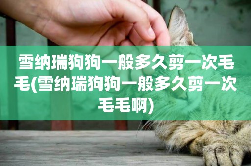 雪納瑞狗狗一般多久剪一次毛毛(雪納瑞狗狗一般多久剪一次毛毛啊)