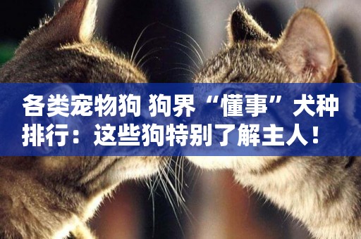 各類寵物狗 狗界“懂事”犬種排行：這些狗特別了解主人！ 