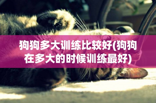 狗狗多大訓練比較好(狗狗在多大的時候訓練最好)