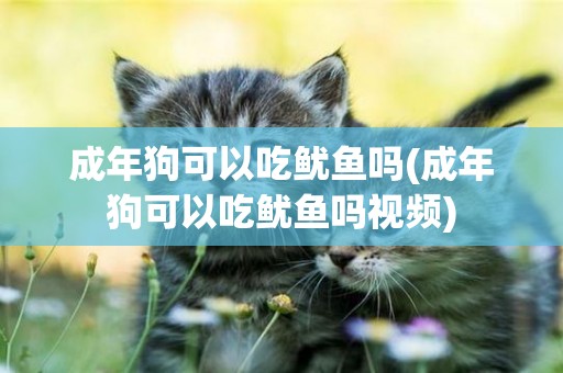 成年狗可以吃魷魚嗎(成年狗可以吃魷魚嗎視頻)