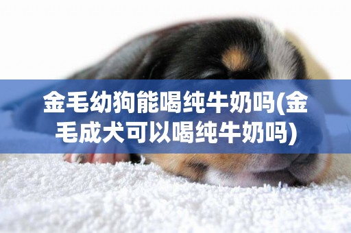 金毛幼狗能喝純牛奶嗎(金毛成犬可以喝純牛奶嗎)