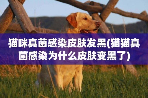 貓咪真菌感染皮膚發黑(貓貓真菌感染為什么皮膚變黑了)