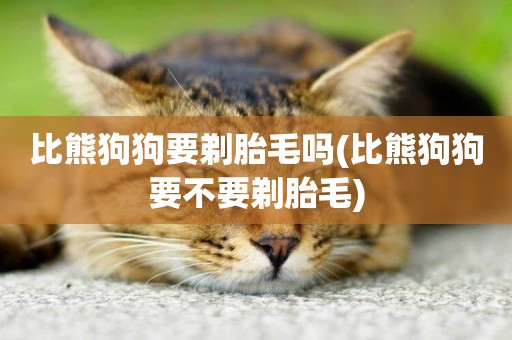 比熊狗狗要剃胎毛嗎(比熊狗狗要不要剃胎毛)