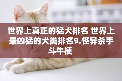 世界上真正的猛犬排名 世界上最兇猛的犬類排名9.怪異殺手斗牛梗 