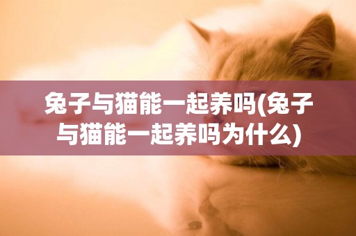 兔子與貓能一起養嗎(兔子與貓能一起養嗎為什么)