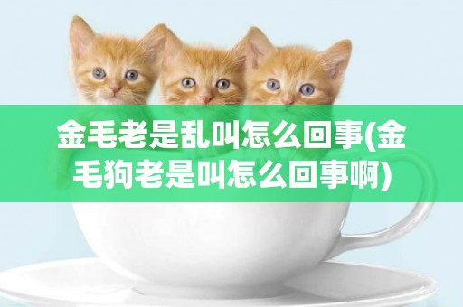 金毛老是亂叫怎么回事(金毛狗老是叫怎么回事啊)