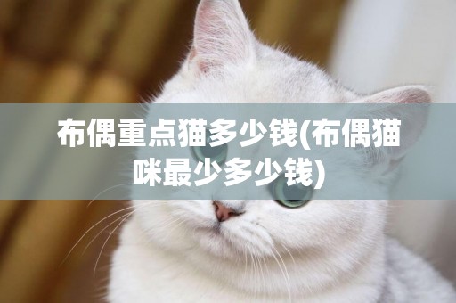 布偶重點貓多少錢(布偶貓咪最少多少錢)