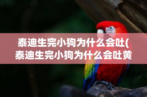 泰迪生完小狗為什么會吐(泰迪生完小狗為什么會吐黃水)