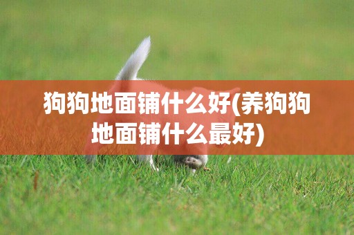 狗狗地面鋪什么好(養狗狗地面鋪什么最好)