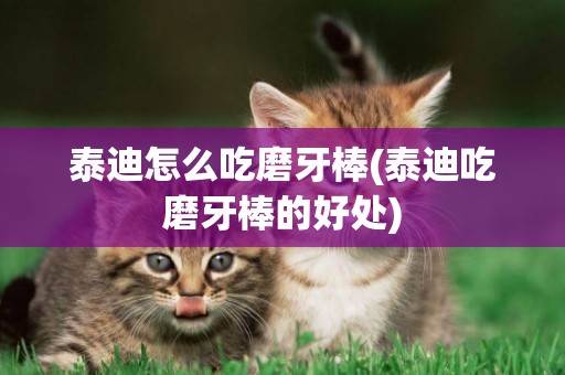 泰迪怎么吃磨牙棒(泰迪吃磨牙棒的好處)