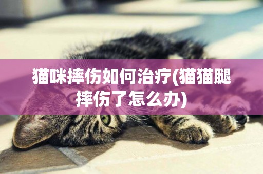 貓咪摔傷如何治療(貓貓腿摔傷了怎么辦)