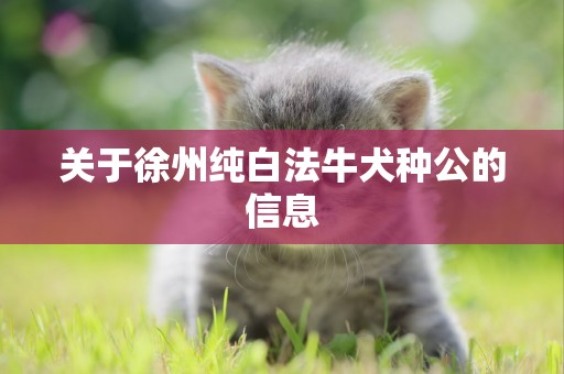 關于徐州純白法牛犬種公的信息