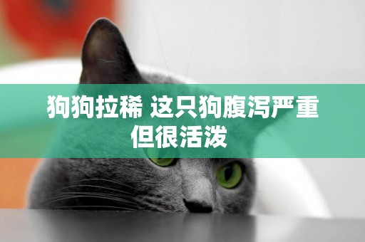 狗狗拉稀 這只狗腹瀉嚴重但很活潑 