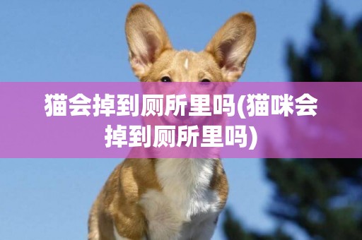 貓會掉到廁所里嗎(貓咪會掉到廁所里嗎)