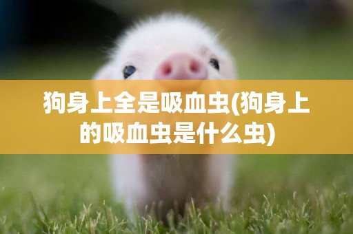 狗身上全是吸血蟲(狗身上的吸血蟲是什么蟲)