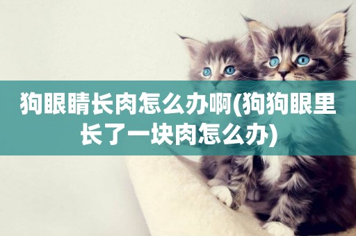 狗眼睛長肉怎么辦啊(狗狗眼里長了一塊肉怎么辦)