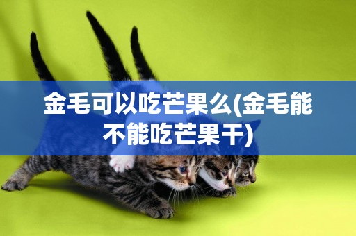 金毛可以吃芒果么(金毛能不能吃芒果干)