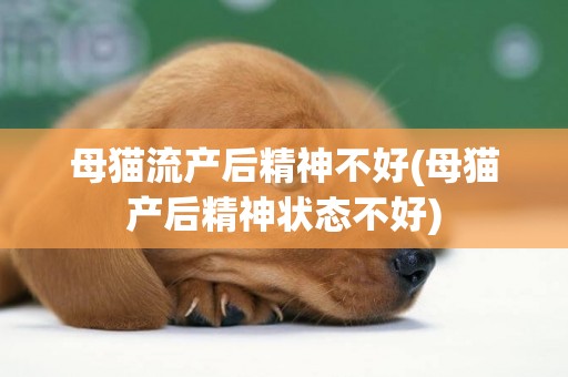 母貓流產后精神不好(母貓產后精神狀態不好)