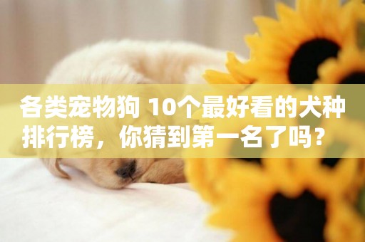 各類寵物狗 10個最好看的犬種排行榜，你猜到第一名了嗎？ 