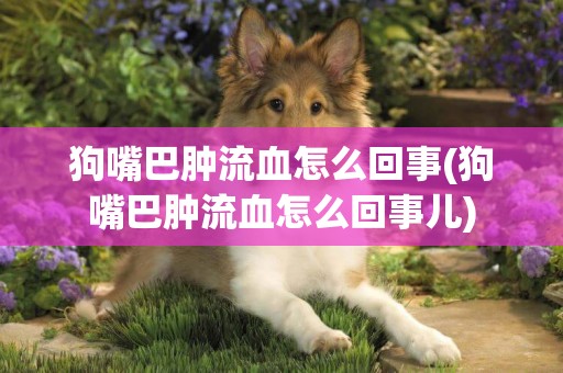 狗嘴巴腫流血怎么回事(狗嘴巴腫流血怎么回事兒)