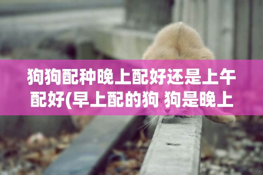 狗狗配種晚上配好還是上午配好(早上配的狗 狗是晚上生還是白天生)