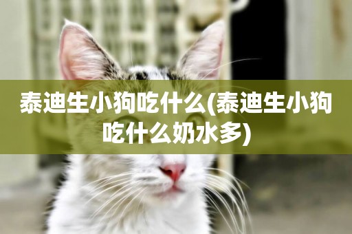 泰迪生小狗吃什么(泰迪生小狗吃什么奶水多)