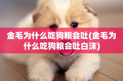 金毛為什么吃狗糧會吐(金毛為什么吃狗糧會吐白沫)