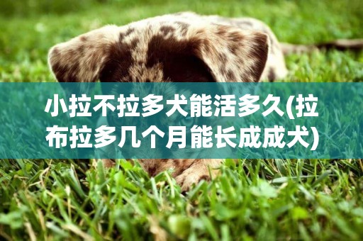 小拉不拉多犬能活多久(拉布拉多幾個月能長成成犬)