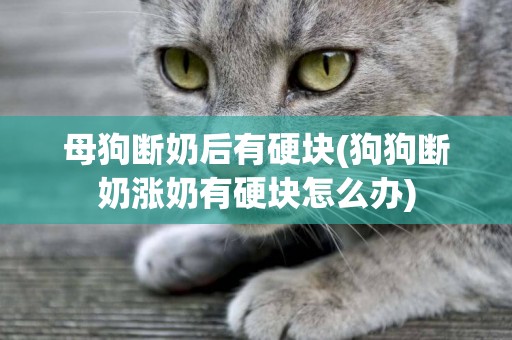 母狗斷奶后有硬塊(狗狗斷奶漲奶有硬塊怎么辦)