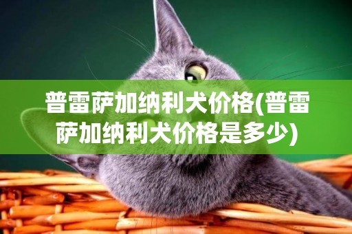 普雷薩加納利犬價格(普雷薩加納利犬價格是多少)