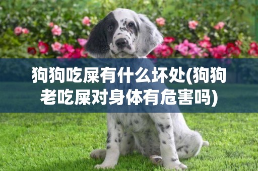 狗狗吃屎有什么壞處(狗狗老吃屎對身體有危害嗎)