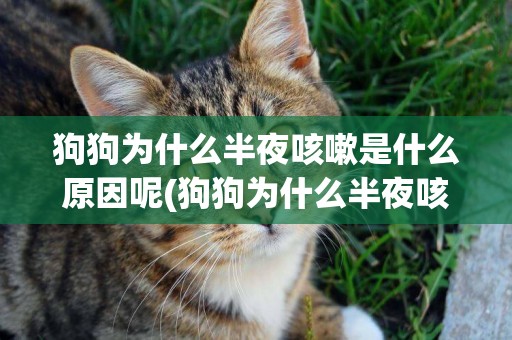 狗狗為什么半夜咳嗽是什么原因呢(狗狗為什么半夜咳嗽是什么原因呢怎么辦)