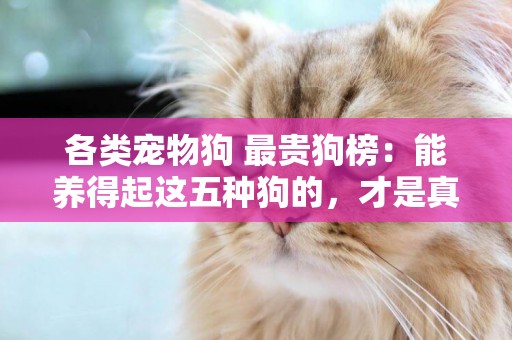 各類寵物狗 最貴狗榜：能養得起這五種狗的，才是真正的富豪！ 