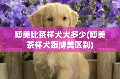博美比茶杯犬大多少(博美茶杯犬跟博美區別)