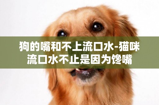 狗的嘴和不上流口水-貓咪流口水不止是因為饞嘴