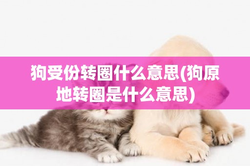 狗受份轉圈什么意思(狗原地轉圈是什么意思)