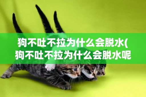 狗不吐不拉為什么會脫水(狗不吐不拉為什么會脫水呢)